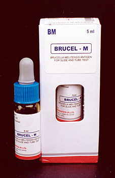 brucelM